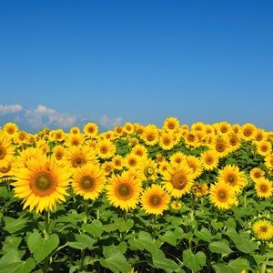 Meet your Posher, Sofia